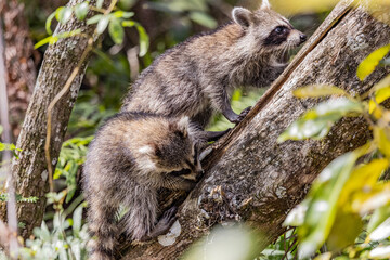 Racoon Kits
