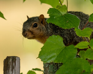 Squirrel peeking from brush