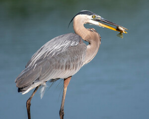 Great Blue Heron with a fish in it's beak