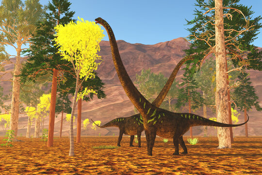 Mamenchisaurus Dinosaur Eating - Mamenchisaurus youngi sauropod dinosaurs munch on trees during the Jurassic Period of China.