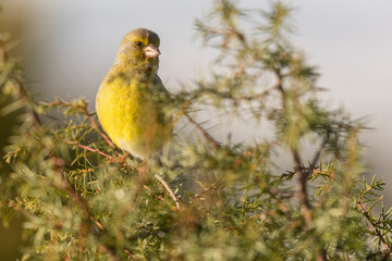 European greenfinch Chloris chloris green granivorous bird perched in a tree