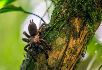 Tarantula Pajarera o Goliat