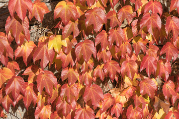 Background: yellow and red creeper on an old concrete stone wall