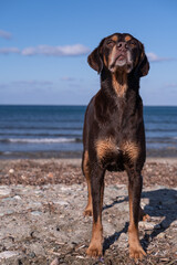 Playful male, young, brown hunting Pointer dog on the beach in Corsica
