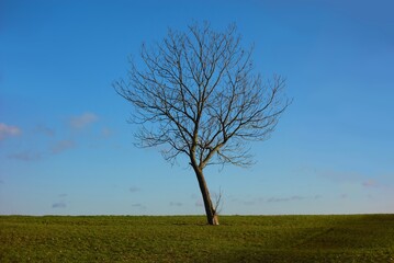 Fototapeta na wymiar lonely tree on a meadow with clear blue sky