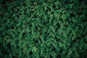 Background of Christmas tree branches in winter, pine tree
