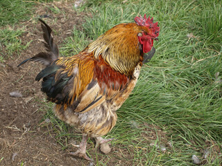 Domestic chicken against a grassy, green background. 