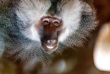macaco sorrindo  - obrazy, fototapety, plakaty
