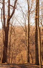 Bare trees in winter time in Frick Park, Pittsburgh, Pennsylvania, USA