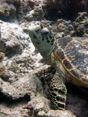 Fototapeta premium turtle fish