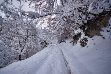 Winter trees in mountains covered with fresh snow. Beautiful landscape with branches of trees covered in snow. Mountain road in Caucasus. Azerbaijan