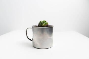 Close-up of small green cactus potted in steel mug on white background.