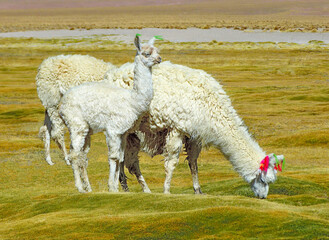 Alpaca huacaya animal with little funny white shaggy cub alpaca baby grazing in bofedales meadow pasture highlands Andes Bolivia South America. Colorful decorative ribbon in alpacas wool ears.