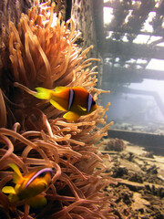 nemo and coral
