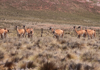 Naklejka na ściany i meble Andean wildlife. Herd of Guanacos grazing in the golden grassland in the mountains. 