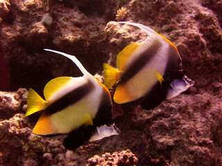 tropical coral reef