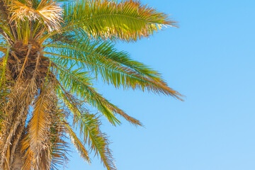 Obraz na płótnie Canvas Tropical floral background. Palm tree and clear blue sky on background with copy space