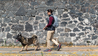 Young man walking his american akita on the sidewalk
