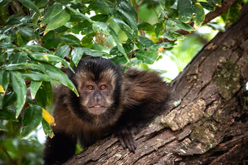 macaco