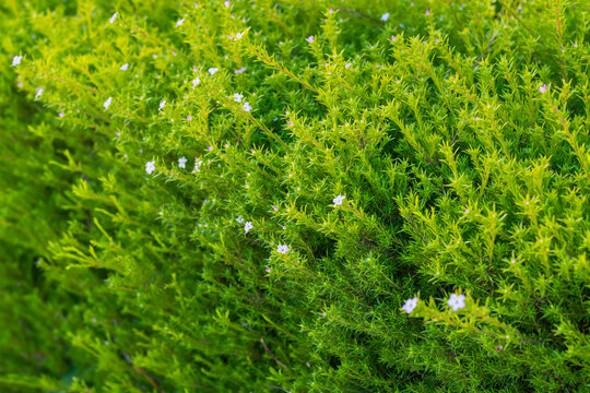 Cape May plant (Coleonema album), an attractive evergreen shrub with tiny flowers close up in the garden