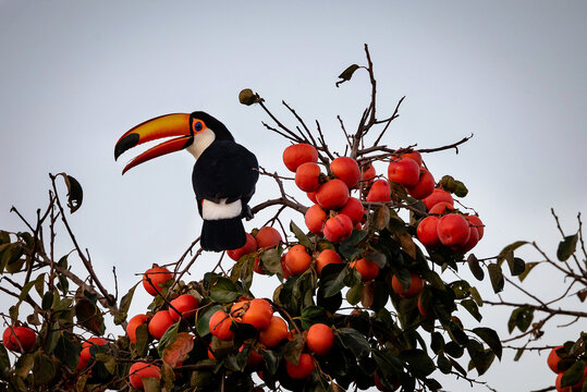 tucano no caqui