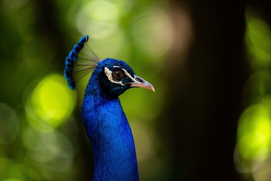 pav&atilde;o