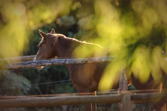 cavalo no sol