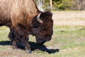 American Bison in Yellowstone