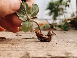 Strawberry plant or tiny bird?