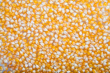 close up of corn seeds background