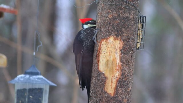 un grand pic femelle &agrave; une mangeoire de suif en hiver