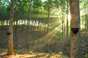 Rubber plantation with natural sunlight in the morning.