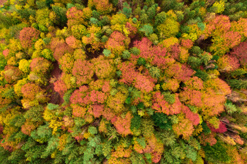 Naklejka premium Deciduous autumn forest, aerial view, pattern or texture.