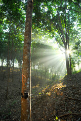 Rubber plantation with natural sunlight in the morning.