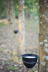 Rubber plantation with natural sunlight in the morning.