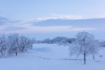 Fototapeta na wymiar winter landscape with trees park