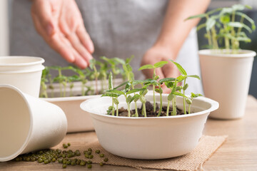 Organic plant growing in recycling biodegradable bowl with woman hand on wooden table, Eco friendly sustainable concept
