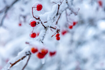red crab apple tree covered in snow and ice