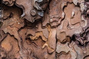 Pattern on a Conifer Tree Bark