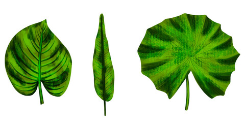 Four tropical leaves. Hand drawn leaves illustration