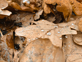 leaf with dew drops