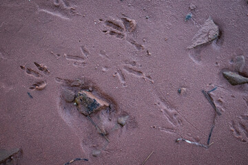 Seagull Bird Tracks in the Sand in Prince Edward Island
