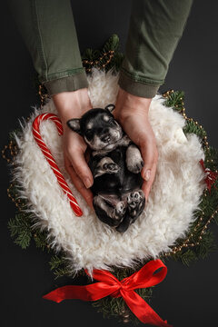 Xmas Schnauzer puppy in hands