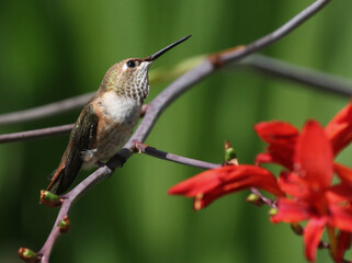 Female Rufous Hummingbird with Crocosmia