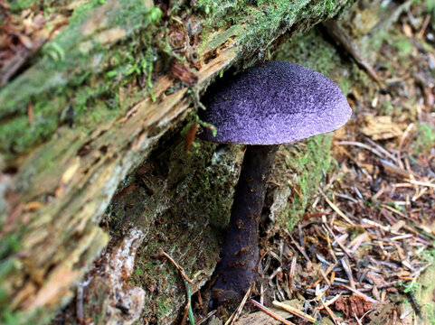 Violet Cort under a Log