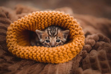 Bengal kitten in yellow hat