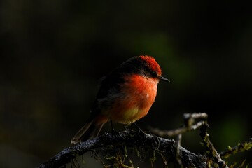 cardinal on a branch