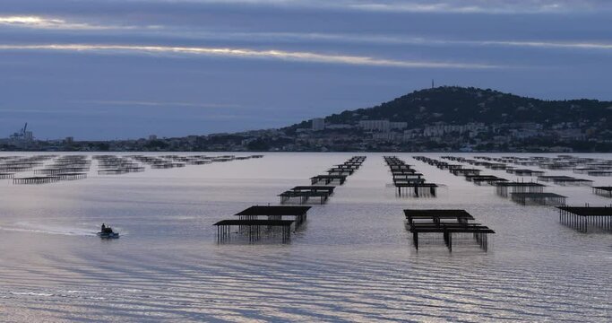 Oyster beds,  pond of Thau, Bouzigues, Occitanie, France
