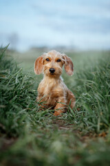 Cute young wire-haired dachshund in grass