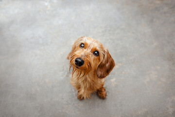 Cute young wire-haired dachshund